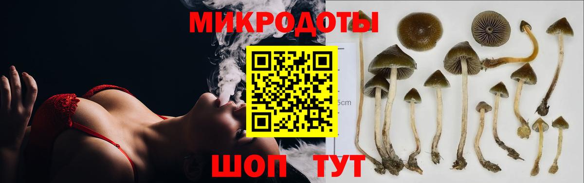 Псилоцибиновые грибы Psilocybe Пыть-Ях